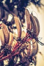 Seed pods of the New Zealand Flax Bush