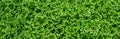 Selaginella fern or Rainbow Spike Moss in the garden