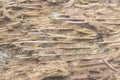 Closeup shot of the decaying wood texture of oil palm tree. Royalty Free Stock Photo