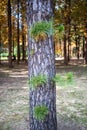 Closeup image of a single root of the tree with the background of the forest.