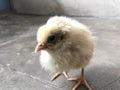 Closeup image of an small hen which is standing in an hand and growing in love with a residential home