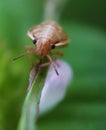 Closeup image of an small insect on green leaf Royalty Free Stock Photo