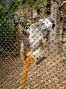 Closeup image of small macaque climbing and sitting on the metal fence of her cage in zoo