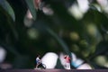 Small photographer and bicycle rider model figures on wooden floor with blur green nature background Royalty Free Stock Photo