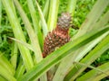 Closeup image of small ripe pineapple growing on the tropical plantation