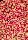 Small Round Red Chilli Royalty Free Stock Photo