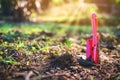 A small tree with shovel in the garden Royalty Free Stock Photo