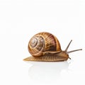 A snail isolated on a white background Royalty Free Stock Photo