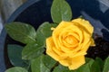 Solaire rose flower Royalty Free Stock Photo