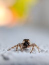 Closeup image of spider with blurry backgtound Royalty Free Stock Photo
