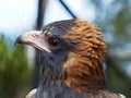 Proud majestic Black-breasted Buzzard.