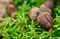 Closeup image of a sprouting acorn in the nature Royalty Free Stock Photo