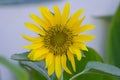 Closeup image of a sunflower Royalty Free Stock Photo