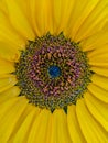 Closeup image of a sunflower Royalty Free Stock Photo