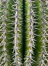 Saguaro Cactus Spines Royalty Free Stock Photo