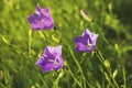 Three violet campanula bell-flowers on green grass background