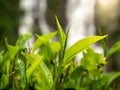 Closeup image of top green tea leaves growing on tea plantataion at big waterfall in mountains Royalty Free Stock Photo