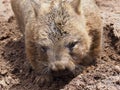 Delightful chubby Southern Hairy-nosed Wombat.