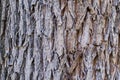 A image of a tree bark texture background