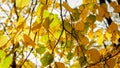 Closeup image of tree branch with yellow and orange leaves at autumn park Royalty Free Stock Photo