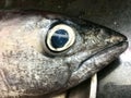 Closeup image of tuna fish head from kitchen Royalty Free Stock Photo