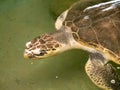 Closeup image turtle head swimming in big tank at wildlife rescue center Royalty Free Stock Photo