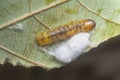 Closeup with an unknown moth caterpillar Royalty Free Stock Photo