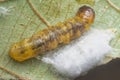 Closeup with an unknown moth caterpillar Royalty Free Stock Photo