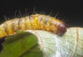 Closeup with an unknown moth caterpillar Royalty Free Stock Photo