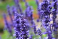 Closeup image of violet lavender flowers Royalty Free Stock Photo