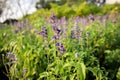 Closeup image of violet lavender flowers in the field Royalty Free Stock Photo