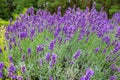 Closeup image of violet lavender flowers in the field in sunny day Royalty Free Stock Photo