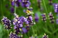 Closeup image of violet lavender flowers in the field in sunny day Royalty Free Stock Photo