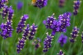 Closeup image of violet lavender flowers in the field in sunny day Royalty Free Stock Photo