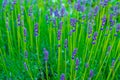 Closeup image of violet lavender flowers Royalty Free Stock Photo