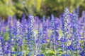 Closeup image of violet lavender flowers in the field Royalty Free Stock Photo