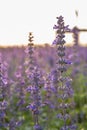 Closeup image of violet lavender flowers in the field Royalty Free Stock Photo