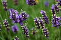 Closeup image of violet lavender flowers in the field in sunny day Royalty Free Stock Photo