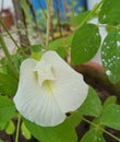 Closeup image of white Clitoria ternatea