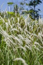 White grass flower call Cogongrass Imperata cylindrica under bright sun