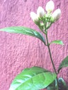 Mogra flower with pink background