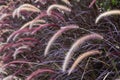 Closeup image of white , purple and pink poaceae or mission grass Royalty Free Stock Photo