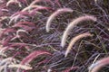 Closeup image of white , purple and pink poaceae or mission grass