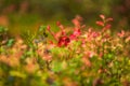 wild blueberries field closeup Royalty Free Stock Photo