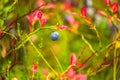 wild blueberries field closeup Royalty Free Stock Photo