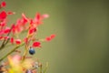 wild blueberries field closeup Royalty Free Stock Photo