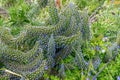 Echium Blue Wings