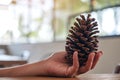 A woman`s hand holding a pine cone in her hands Royalty Free Stock Photo