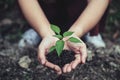 Closeup image of woman`s hands holding soil and small tree to grow Royalty Free Stock Photo