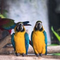 Yellow and blue macaw ara chloropterus birds standing on wood perch Royalty Free Stock Photo